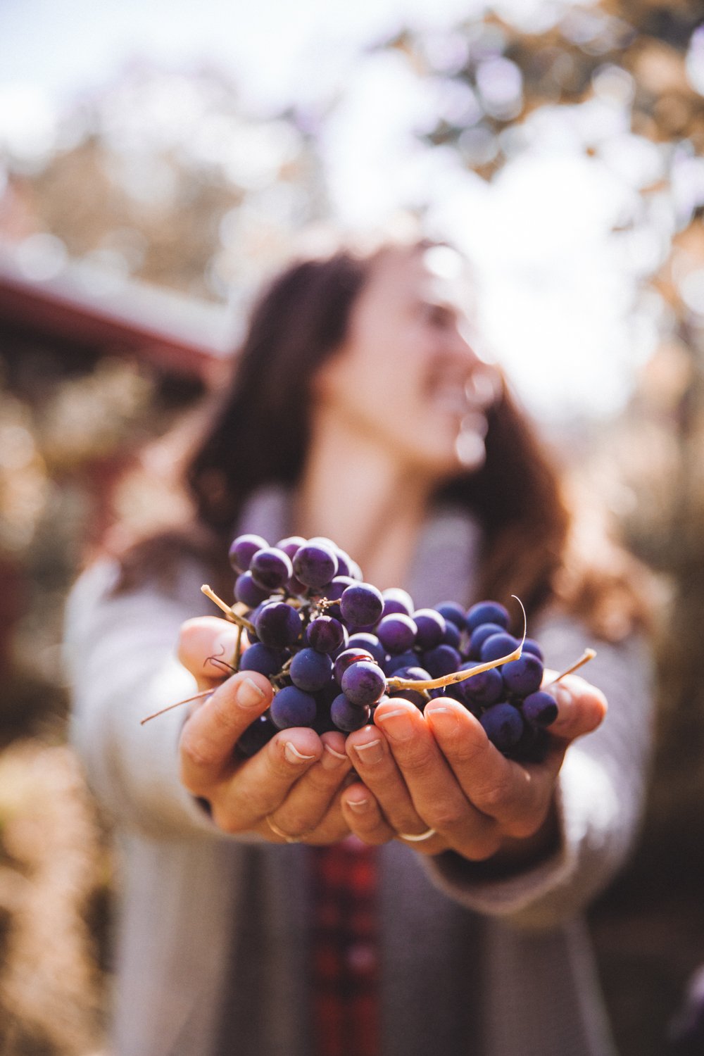 M_England_Blog_10-7-17_Picking_Grapes-13.jpg