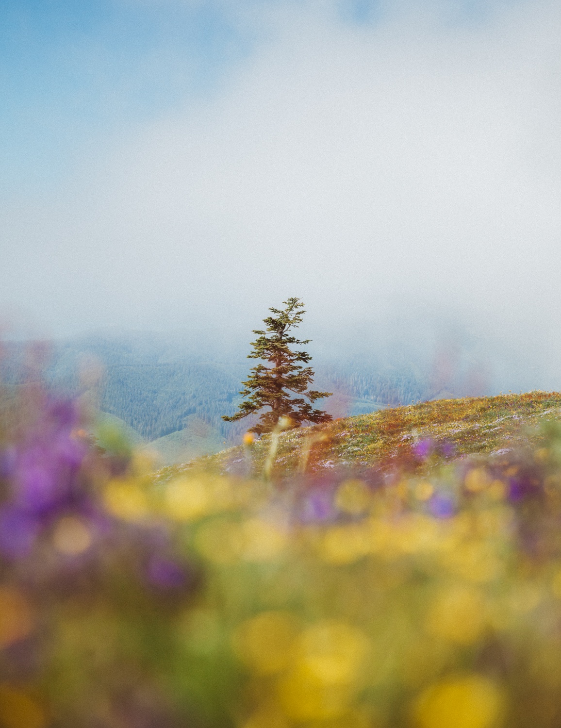 M_England_5-28-18_Marys_Peak_Devils_Punch_Bolw_Thors_Well_Hacita_Head-8.jpg