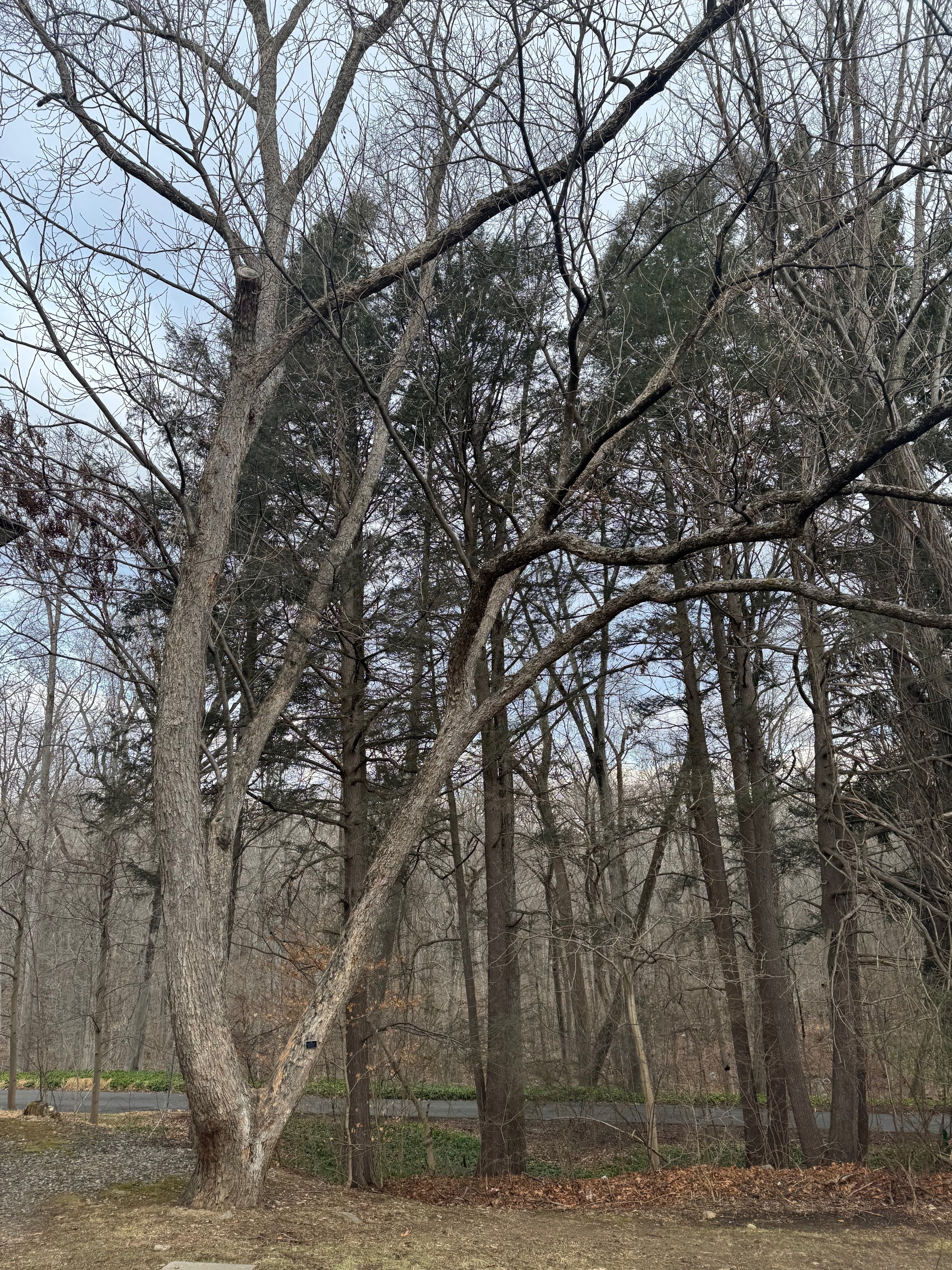 Pecan Tree in Winter