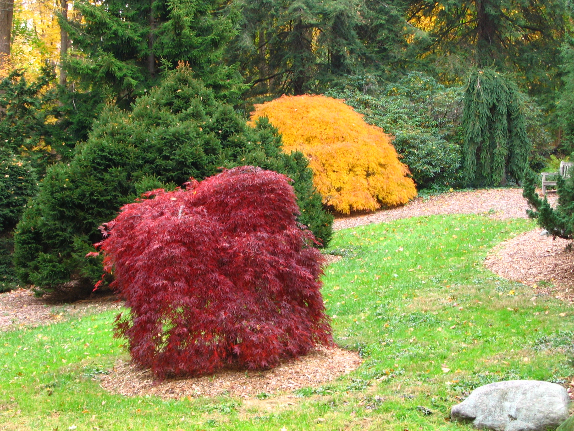 Conifer Garden.jpg