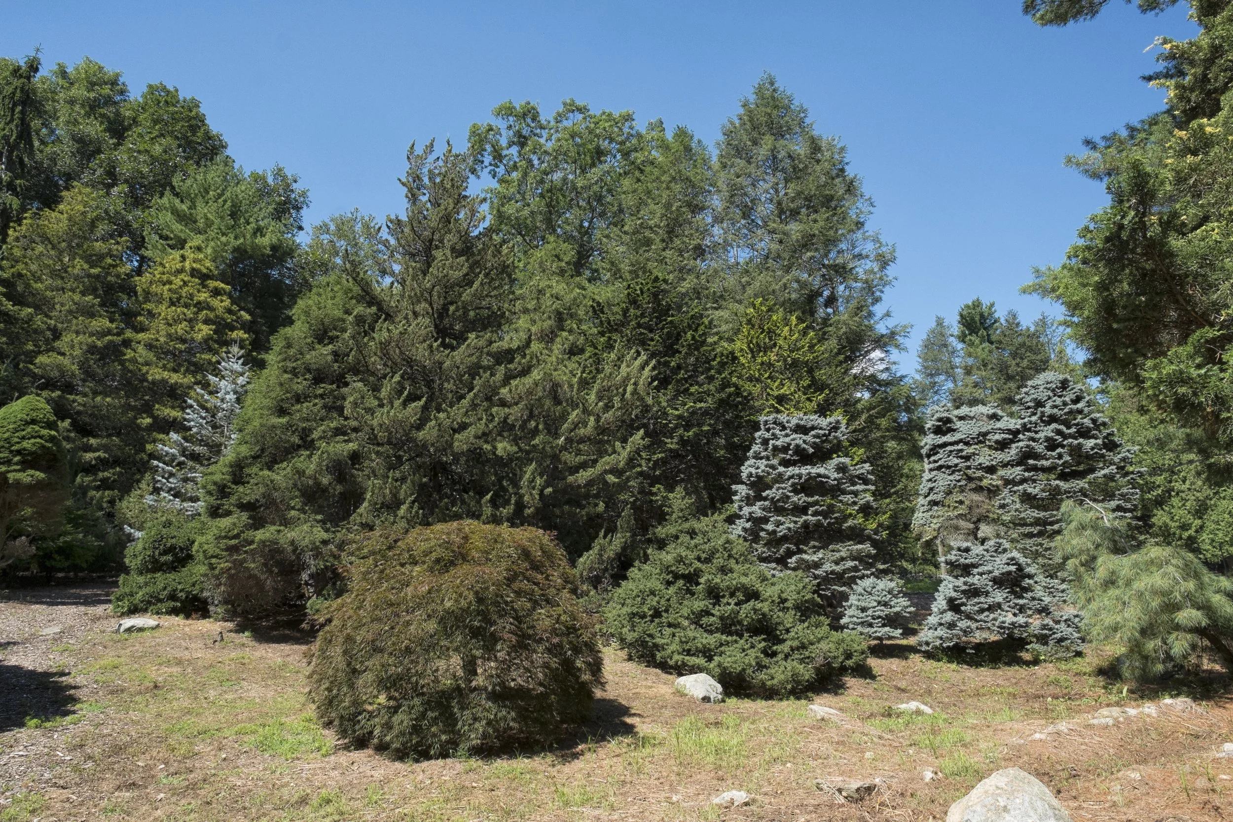 Conifer6.jpg