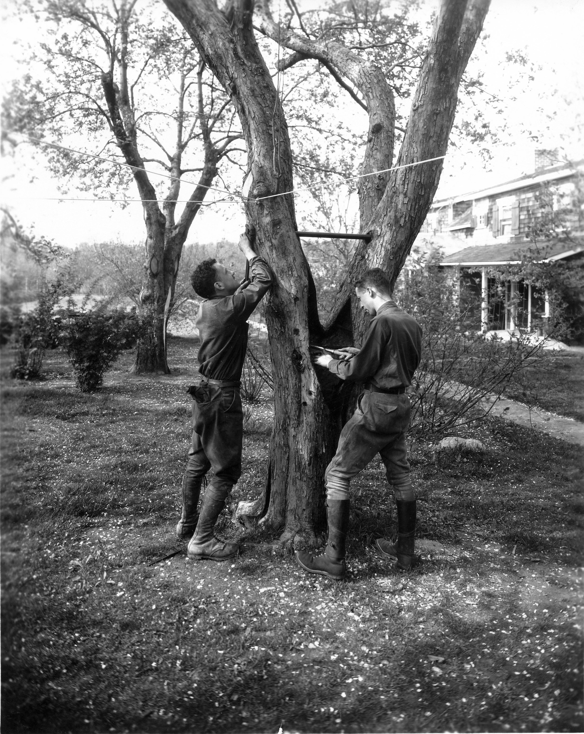 Bartlett Historical Tree Treatment 2.jpg