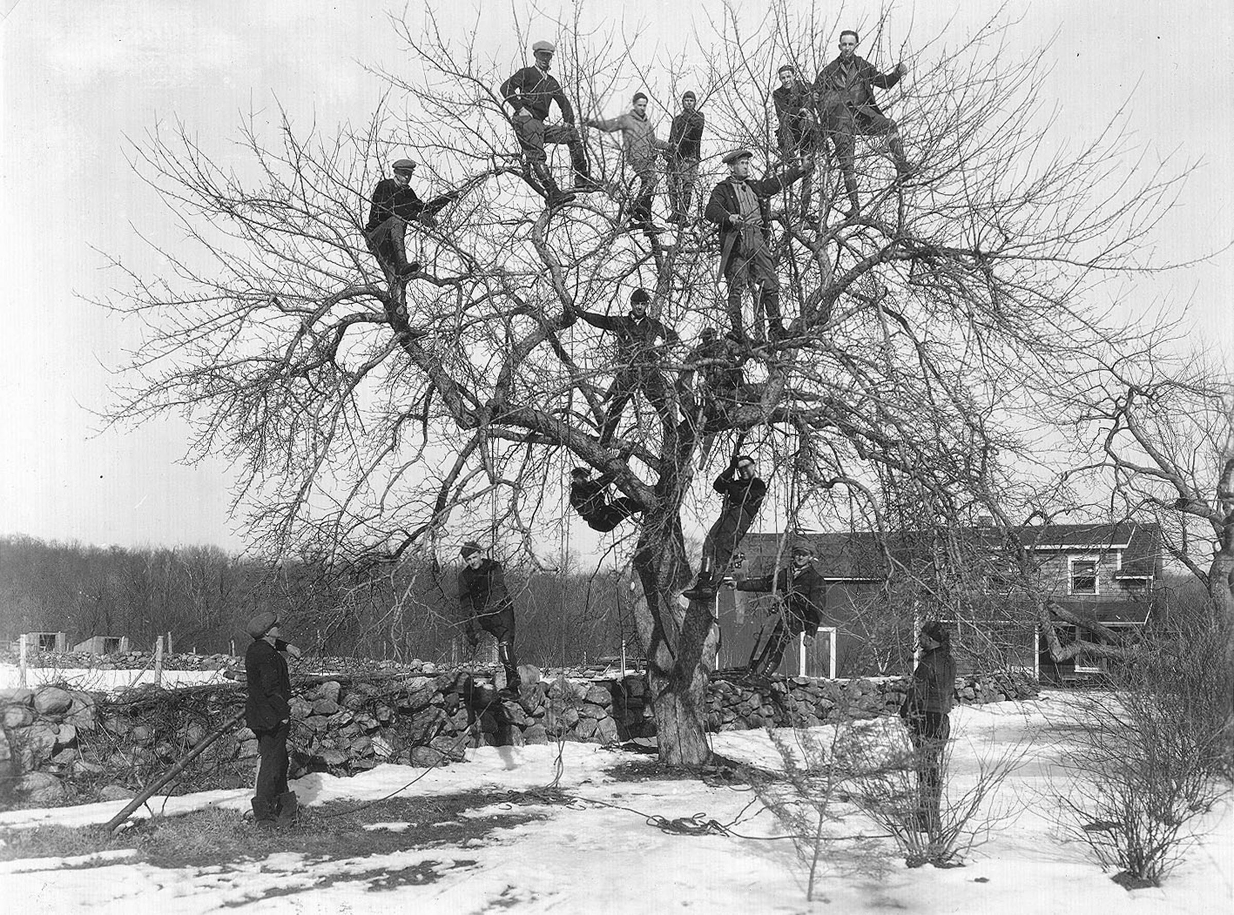 Employees in Tree Historical.jpg