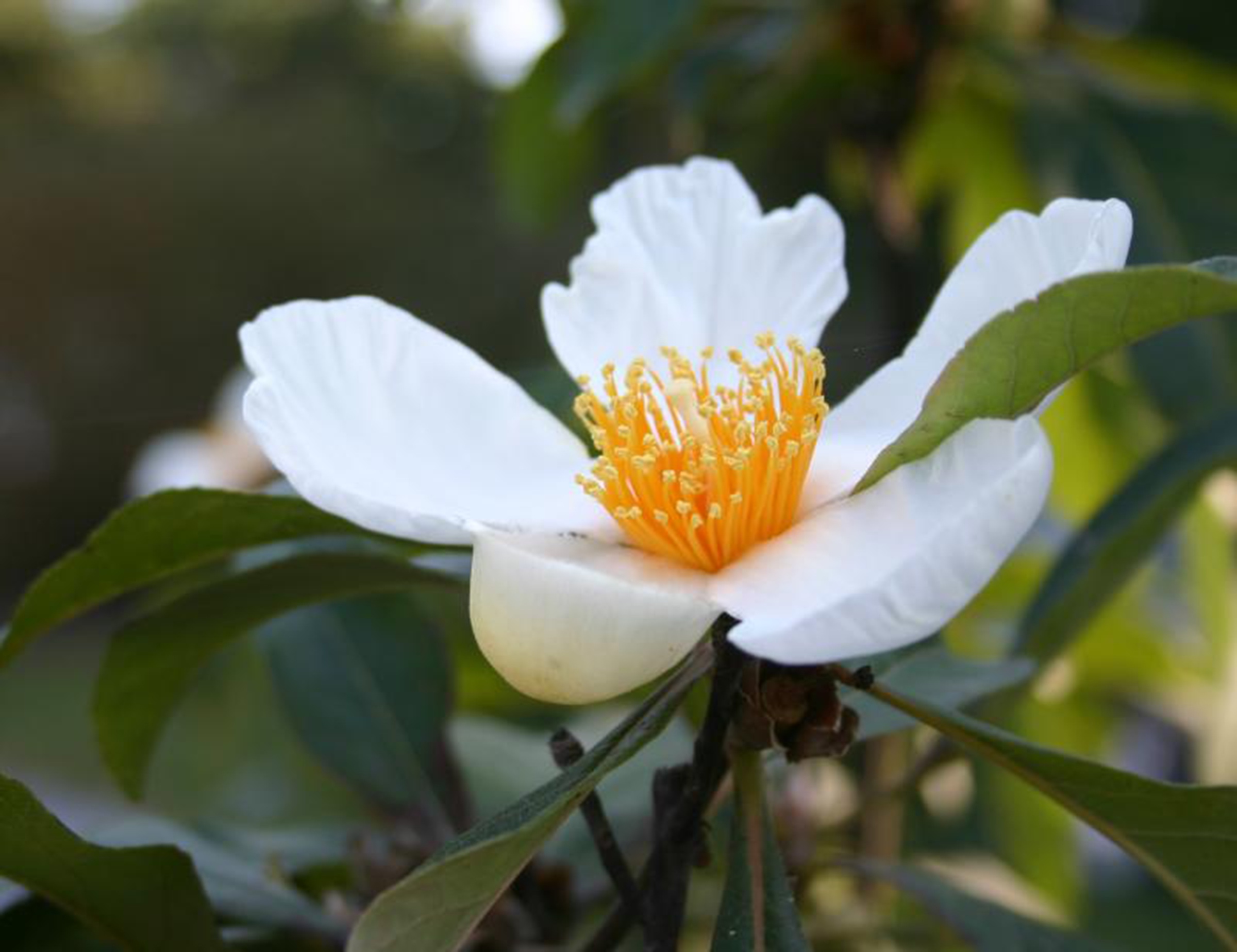 Stewartia Flower.jpg