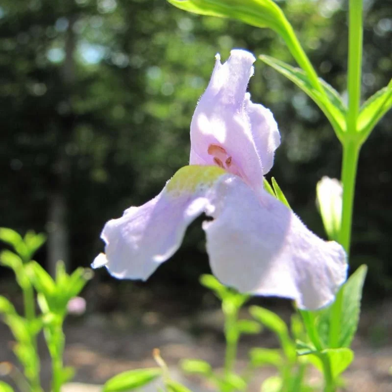 Allegheny Monkeyflower