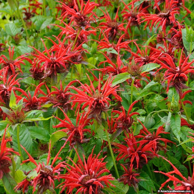 Bee Balm