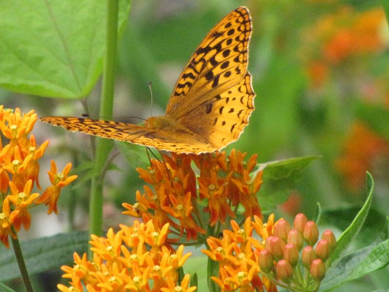 Butterfly Weed
