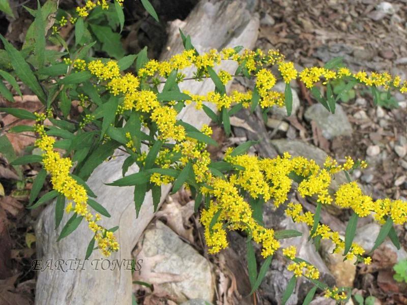 Grass-leaved Goldenrod
