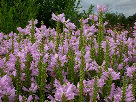 Obedient Plant