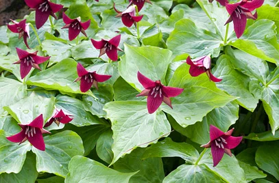 Purple/Red Trillium