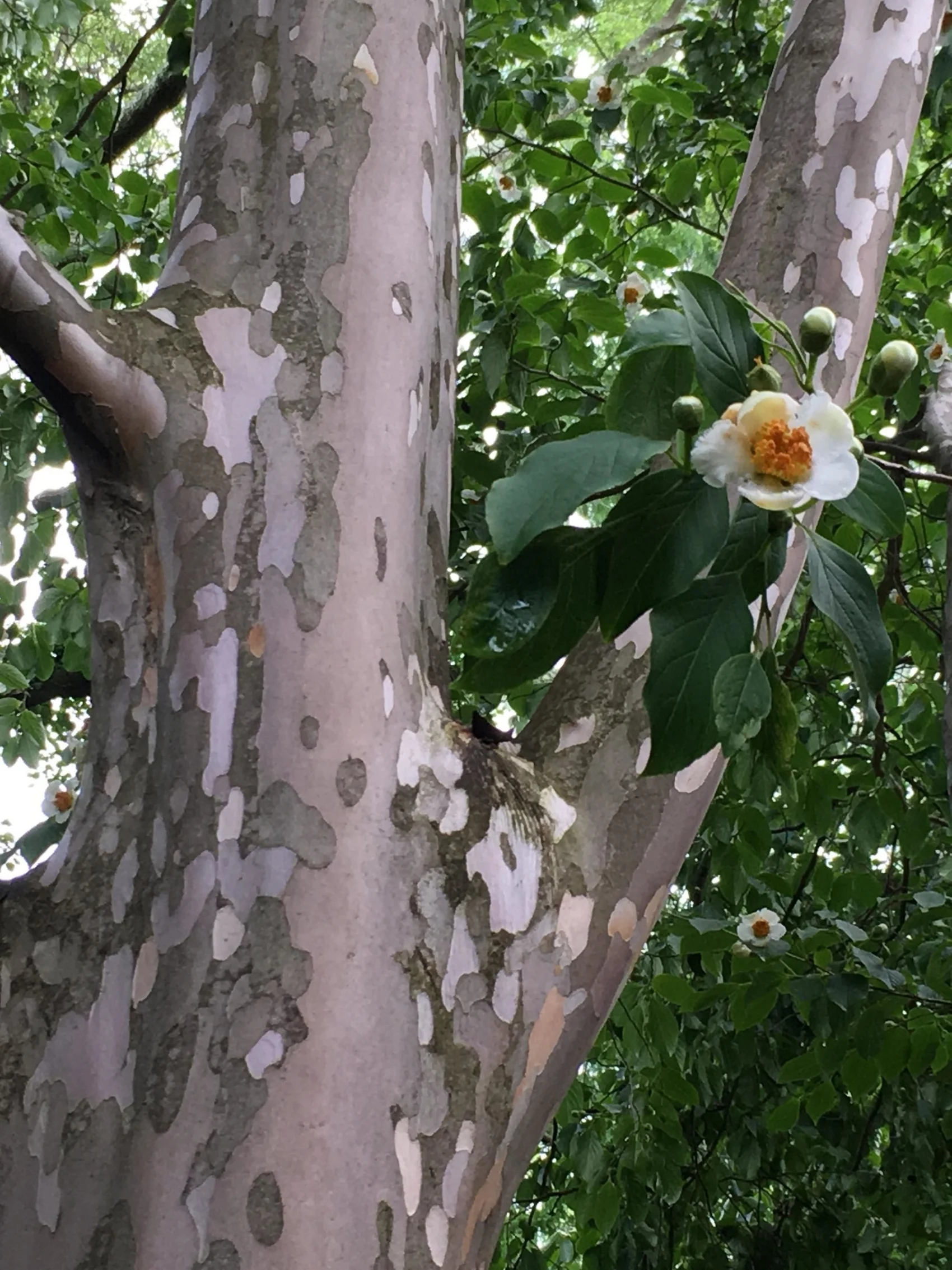 Japenese Stewartia 5.jpg