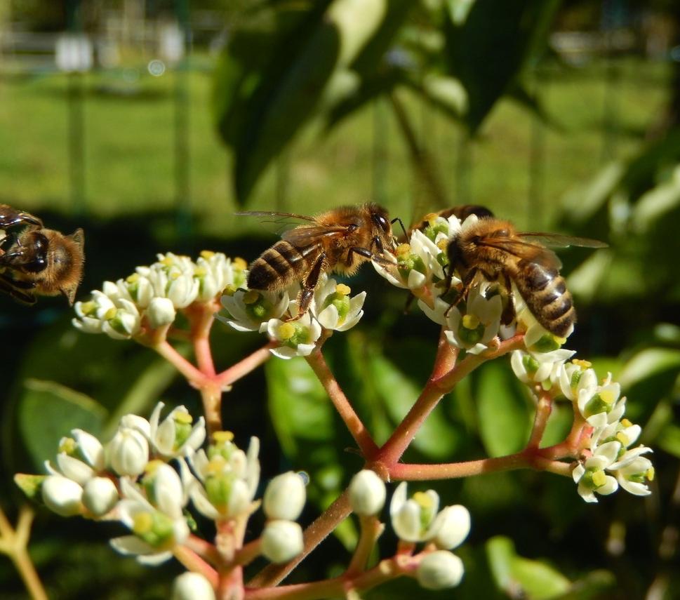 tetradium daniellii, Euodia hupehensis GOOD Bee Pasture 20 Seeds Bee Tree