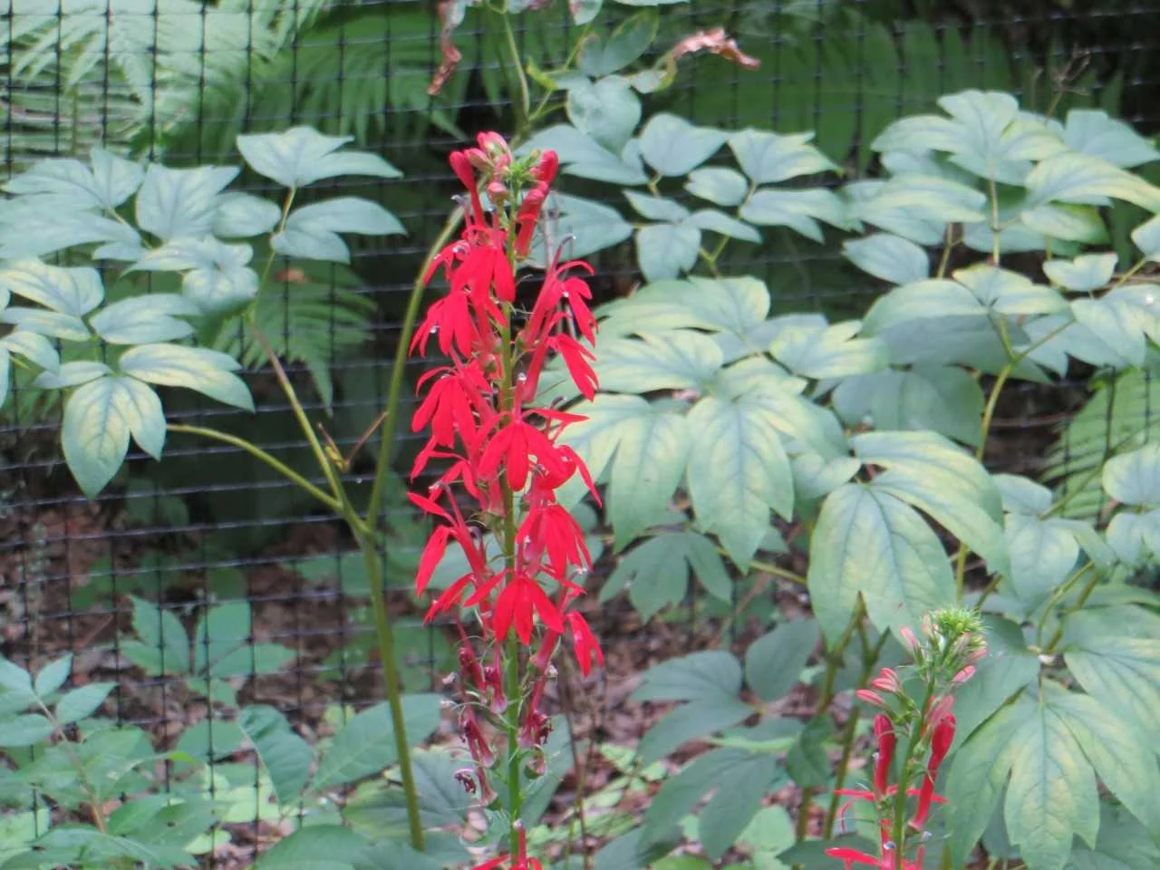 cardinal2.jpg