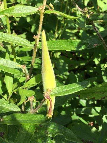 Seed Pod