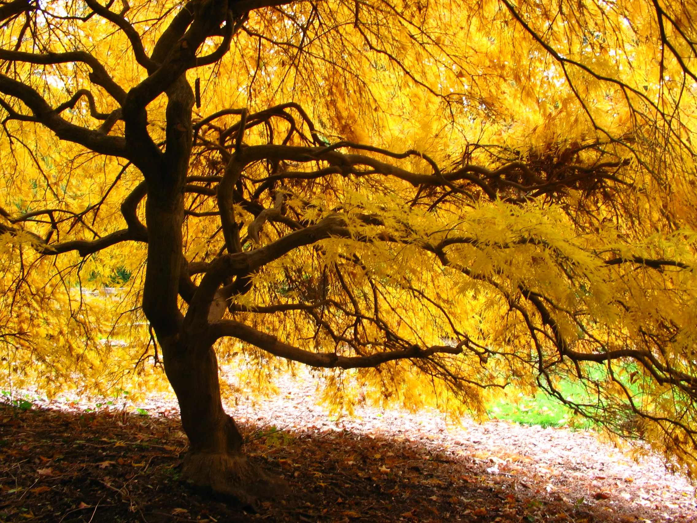 Bartlett Arboretum