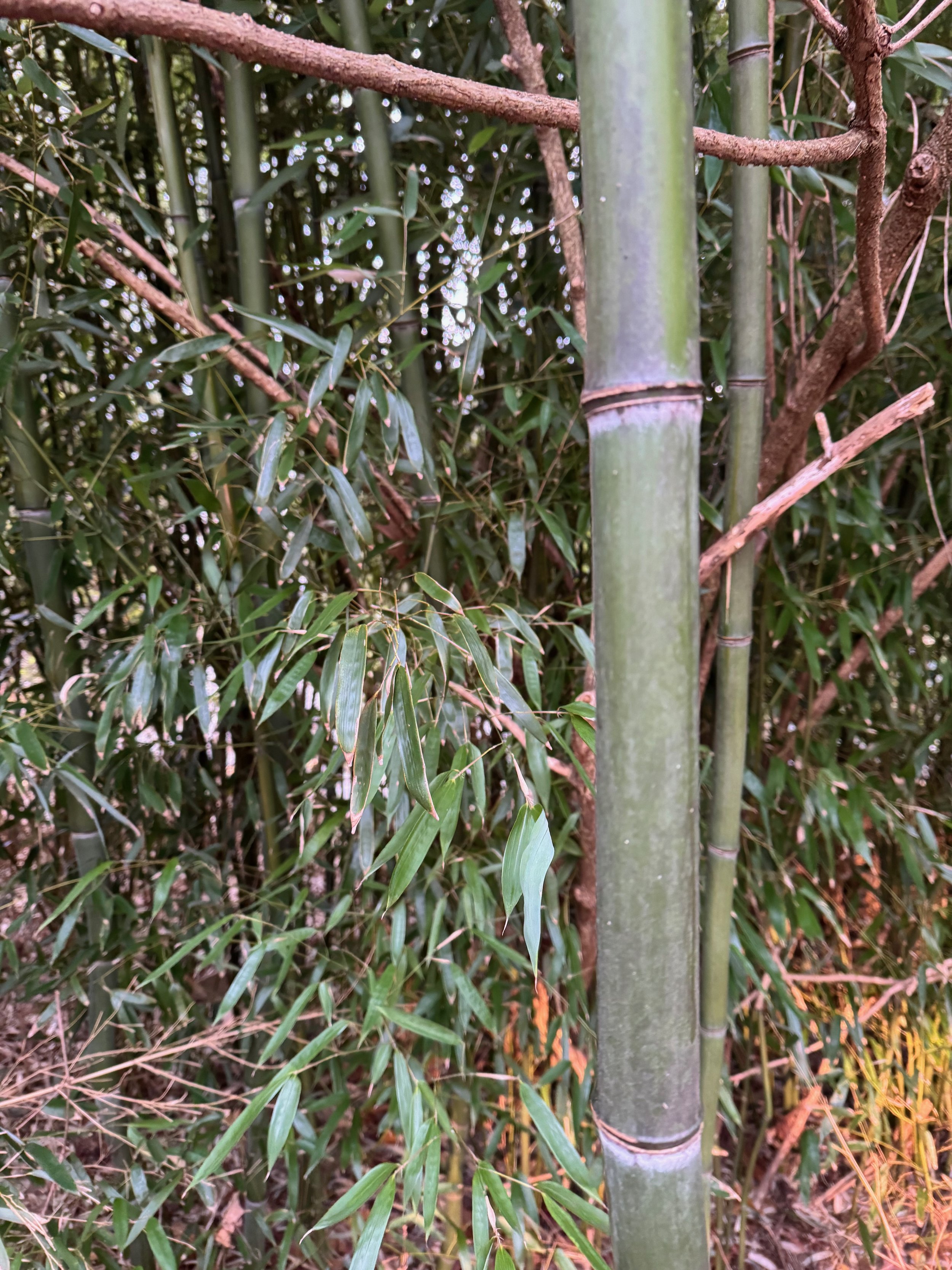 Phyllostanchys aureosulcata or Yellow-groove bamboo