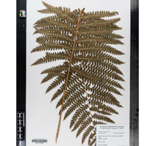 Untitled design (75).png