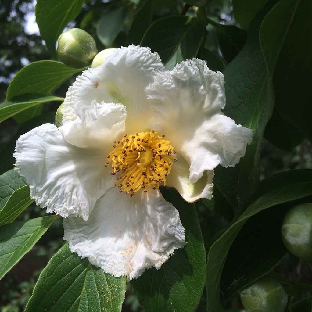 Stewartia+1+f..jpg