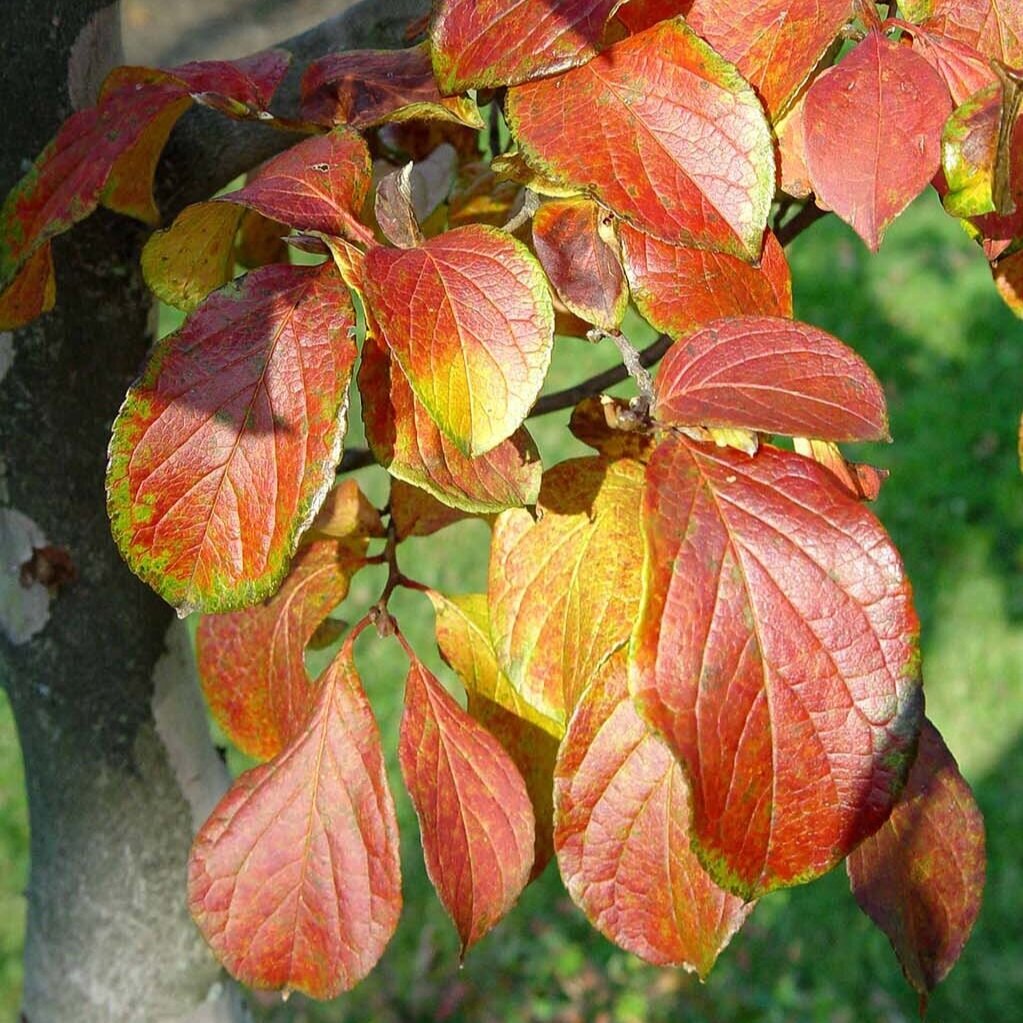 stewartia+4+f..jpg