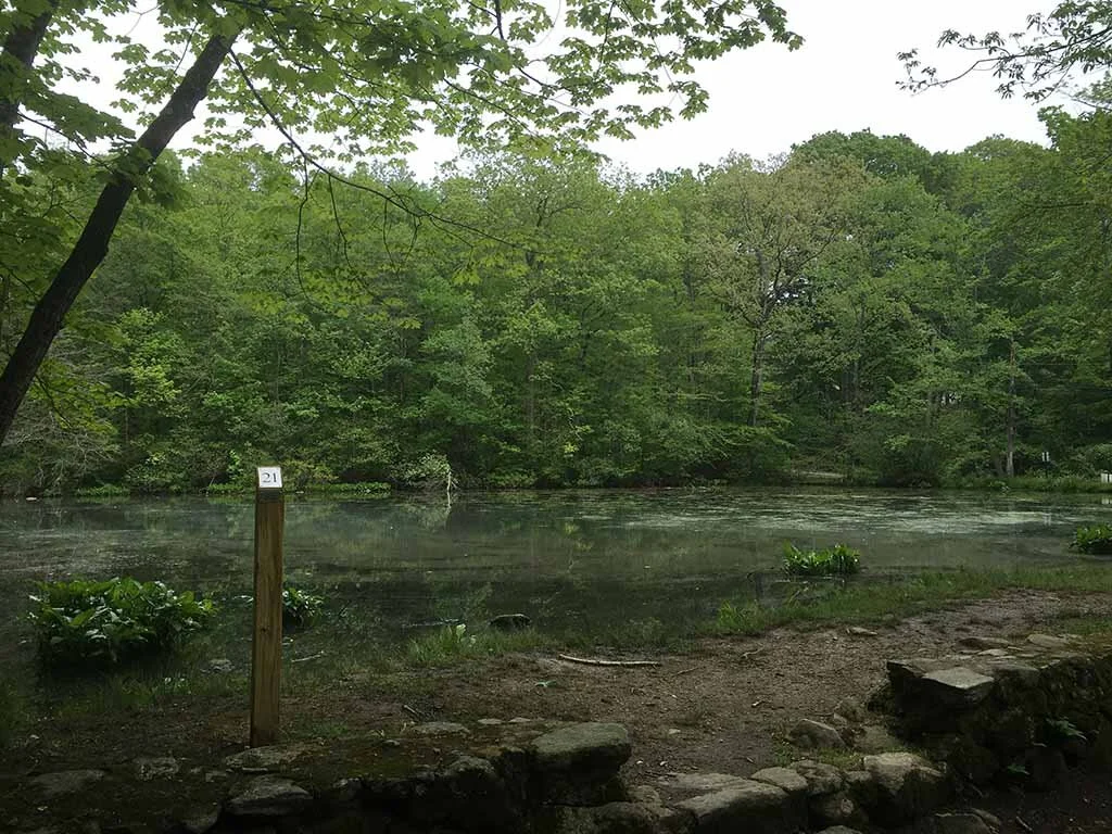 21_forsynth pond_2.JPG