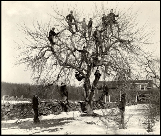 Arboriculture Course 2026
