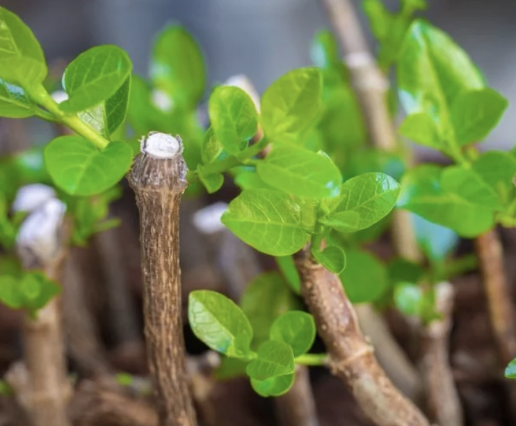 Propagating Woody Plants at Home