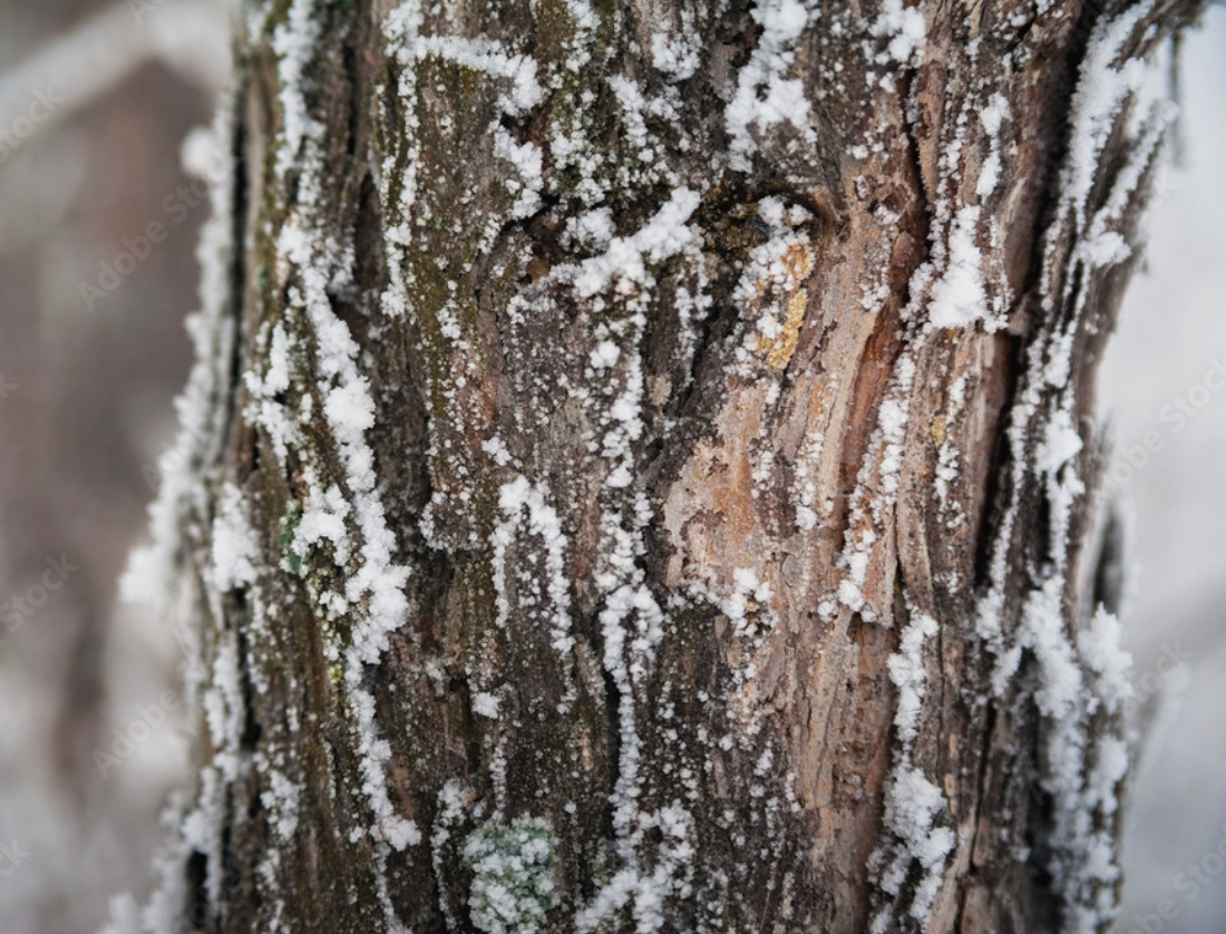 Tree Walk &amp; Identification Workshop