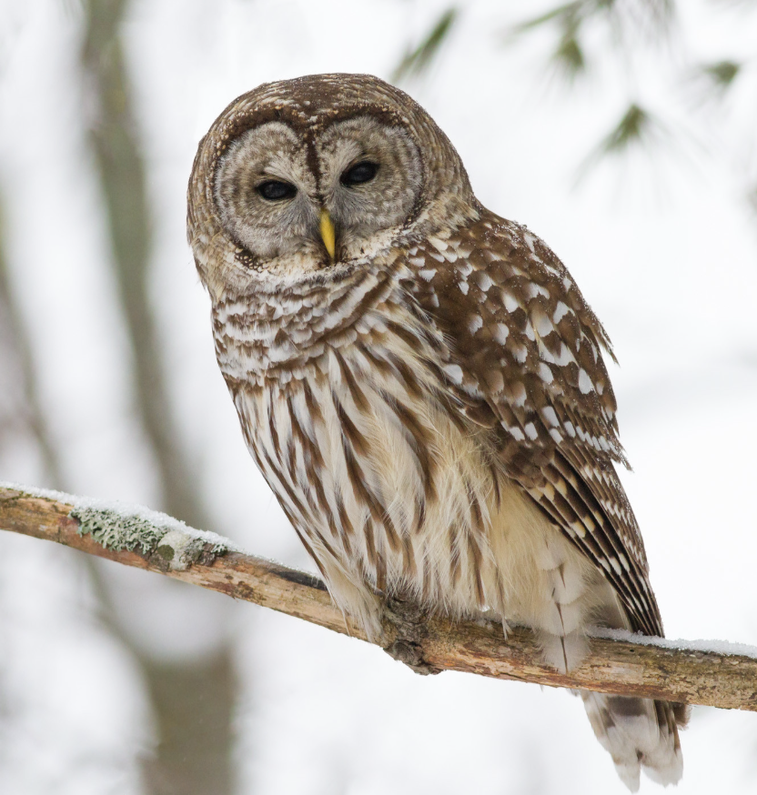 Birding at the Bartlett - March 28 