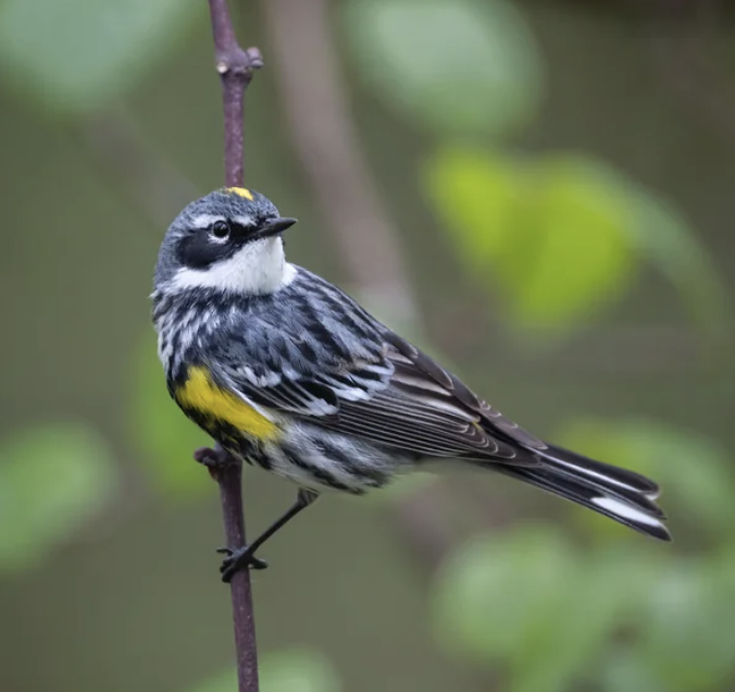 Birding at the Bartlett - April 25