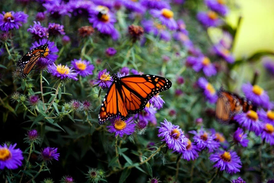 Turn Your Garden Into Habitat with Native Plants