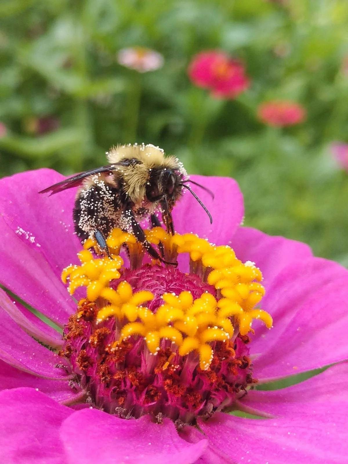 Planting for Pollinators: How to Create a Thriving Pollinator Garden