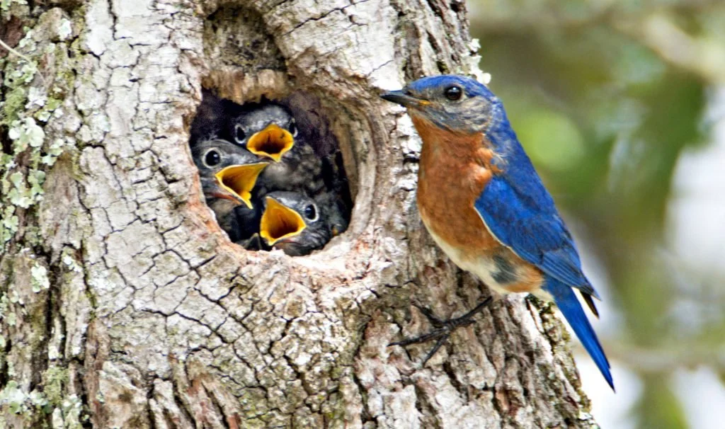 Birding at the Bartlett - June 27