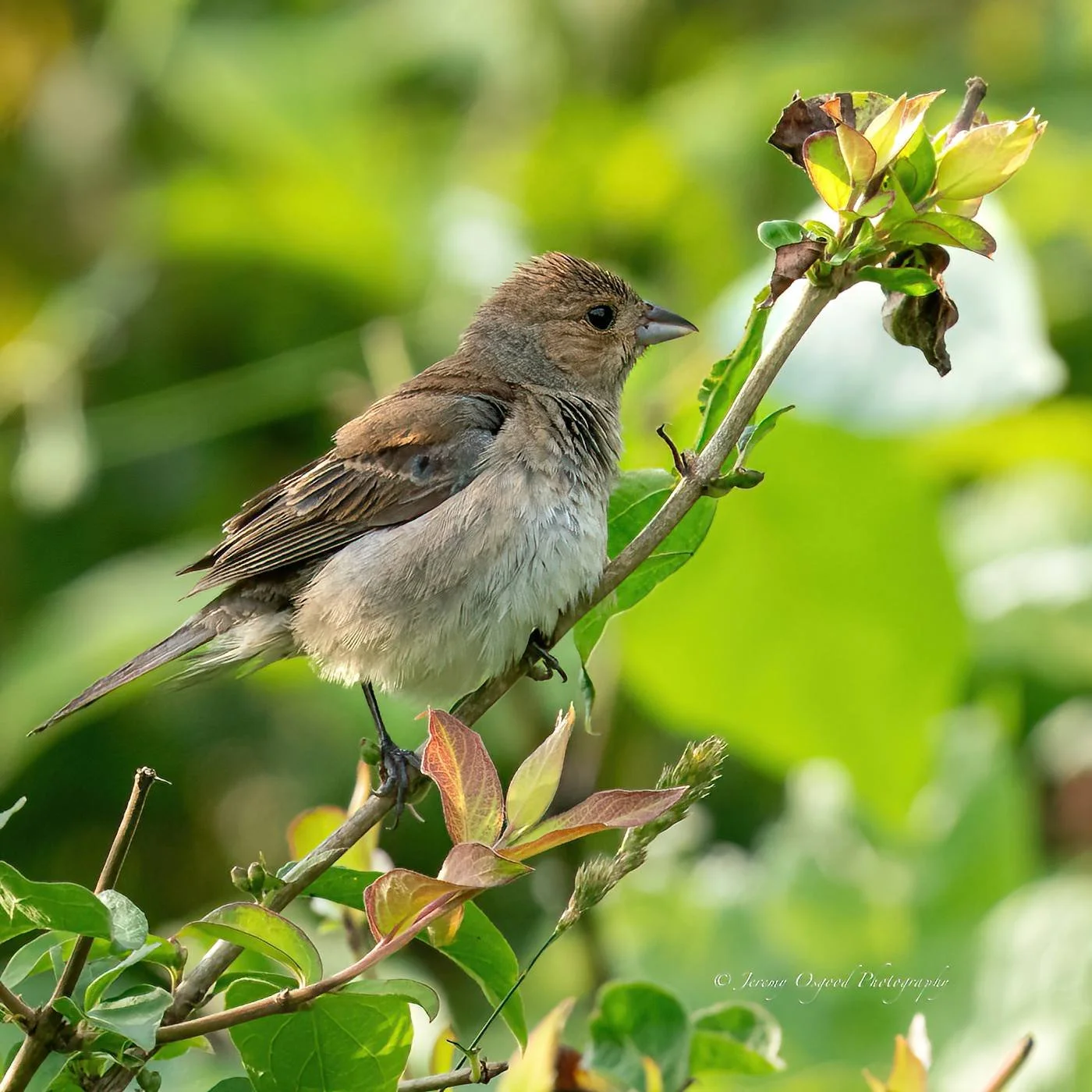 Birding at the Bartlett - July 25