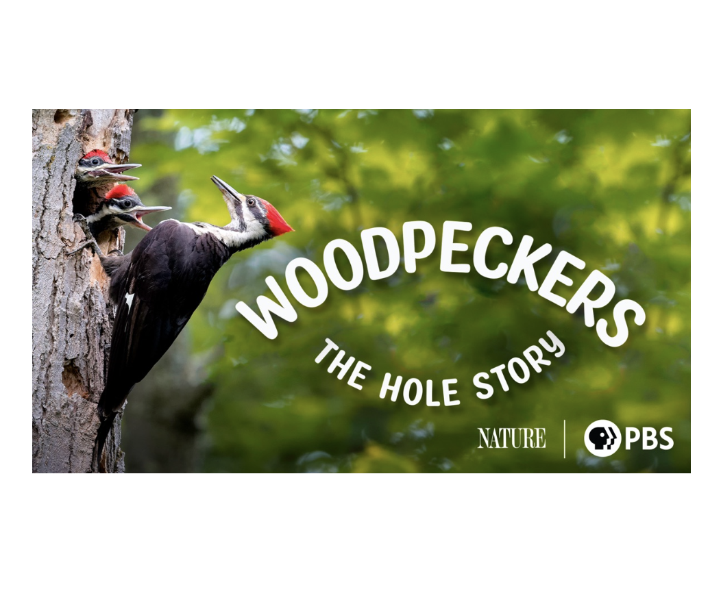 Woodpecker Walk & Documentary Screening