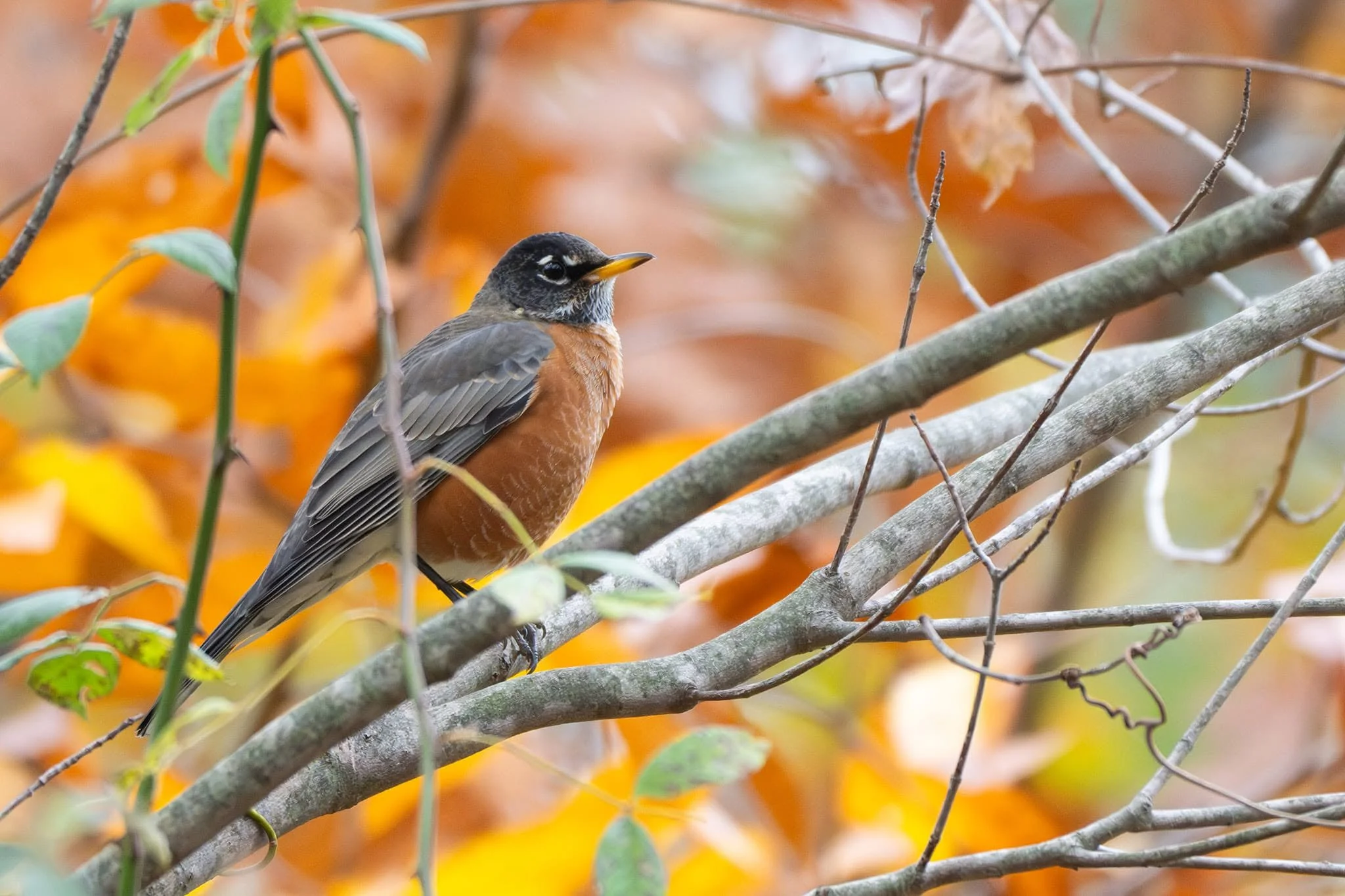 Birding at the Bartlett - October 24
