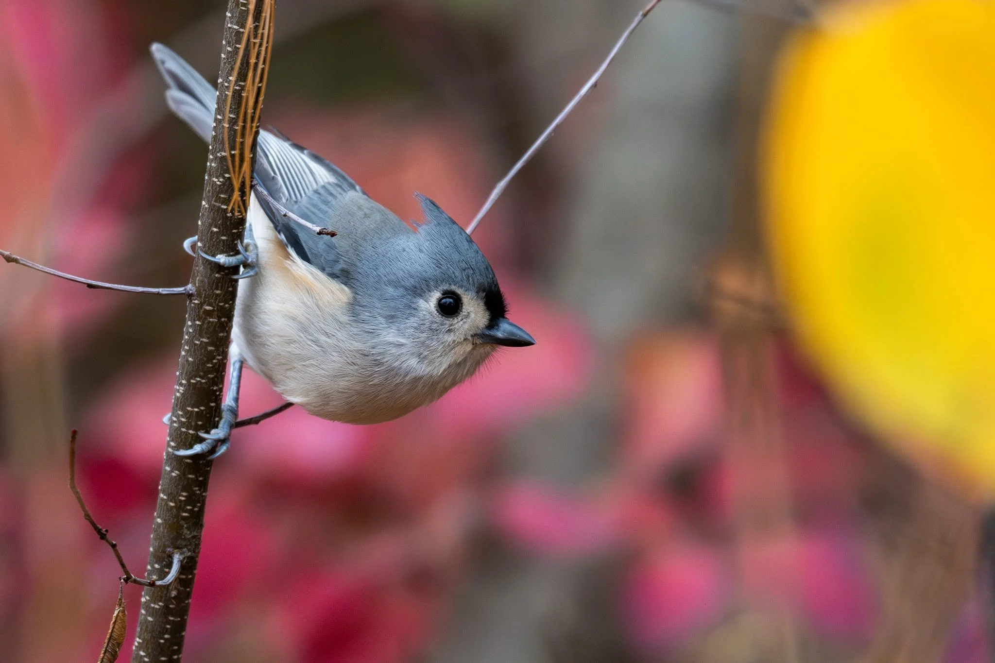 Birding at the Bartlett - September 26