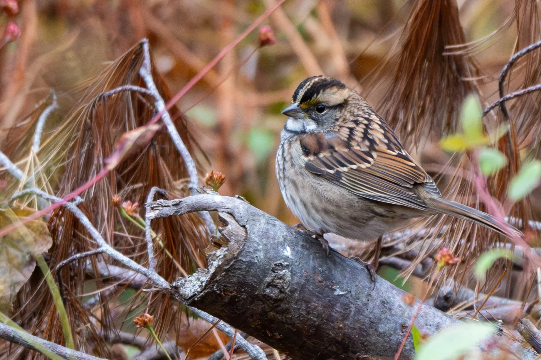 Birding at the Bartlett - November 28