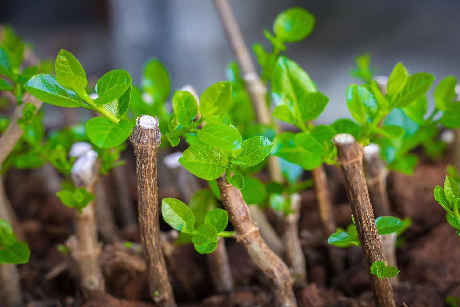 Cutting Propagation Workshop for the Home Gardener w/ Adam Wheeler