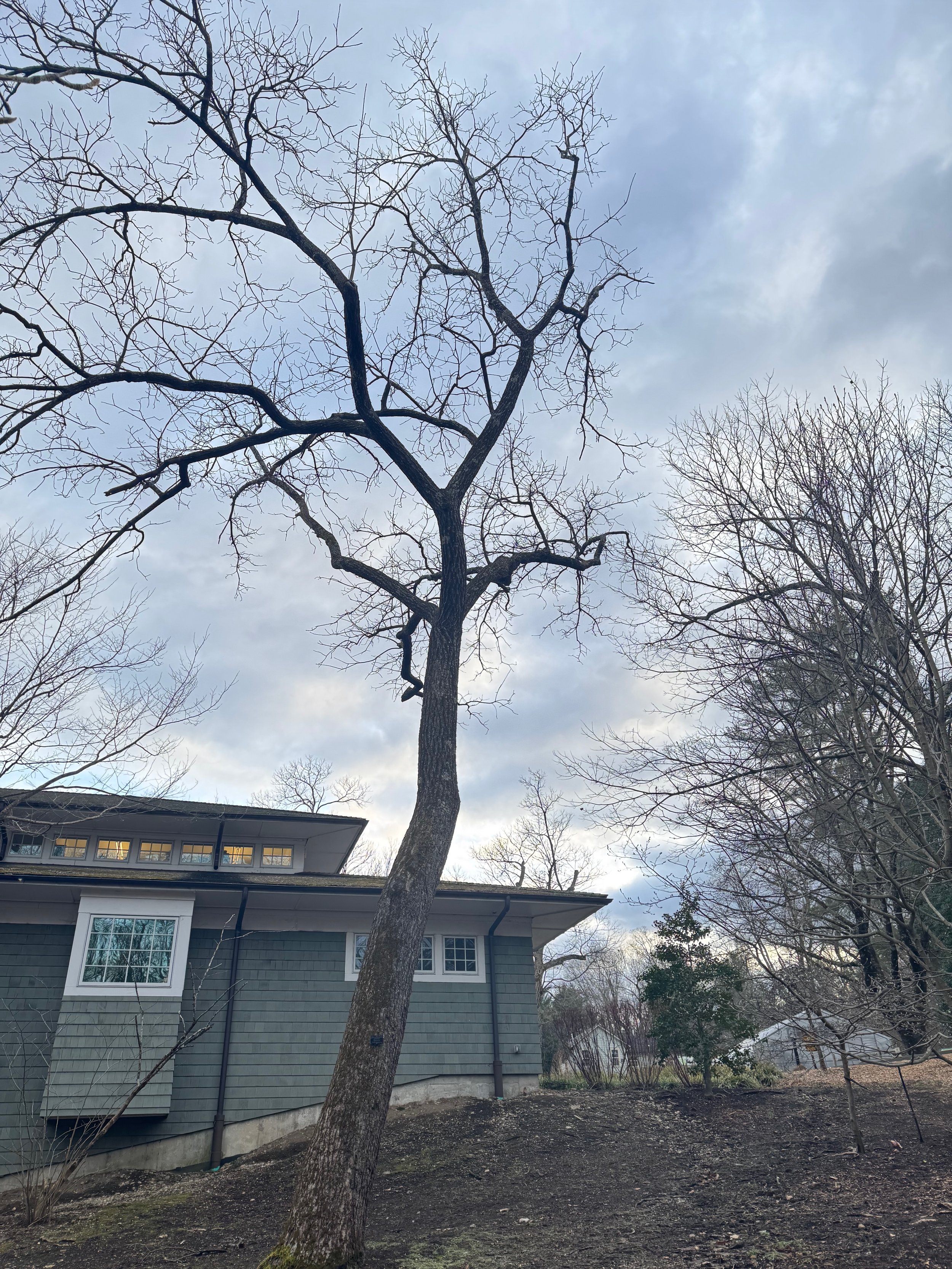Eastern Black Walnut