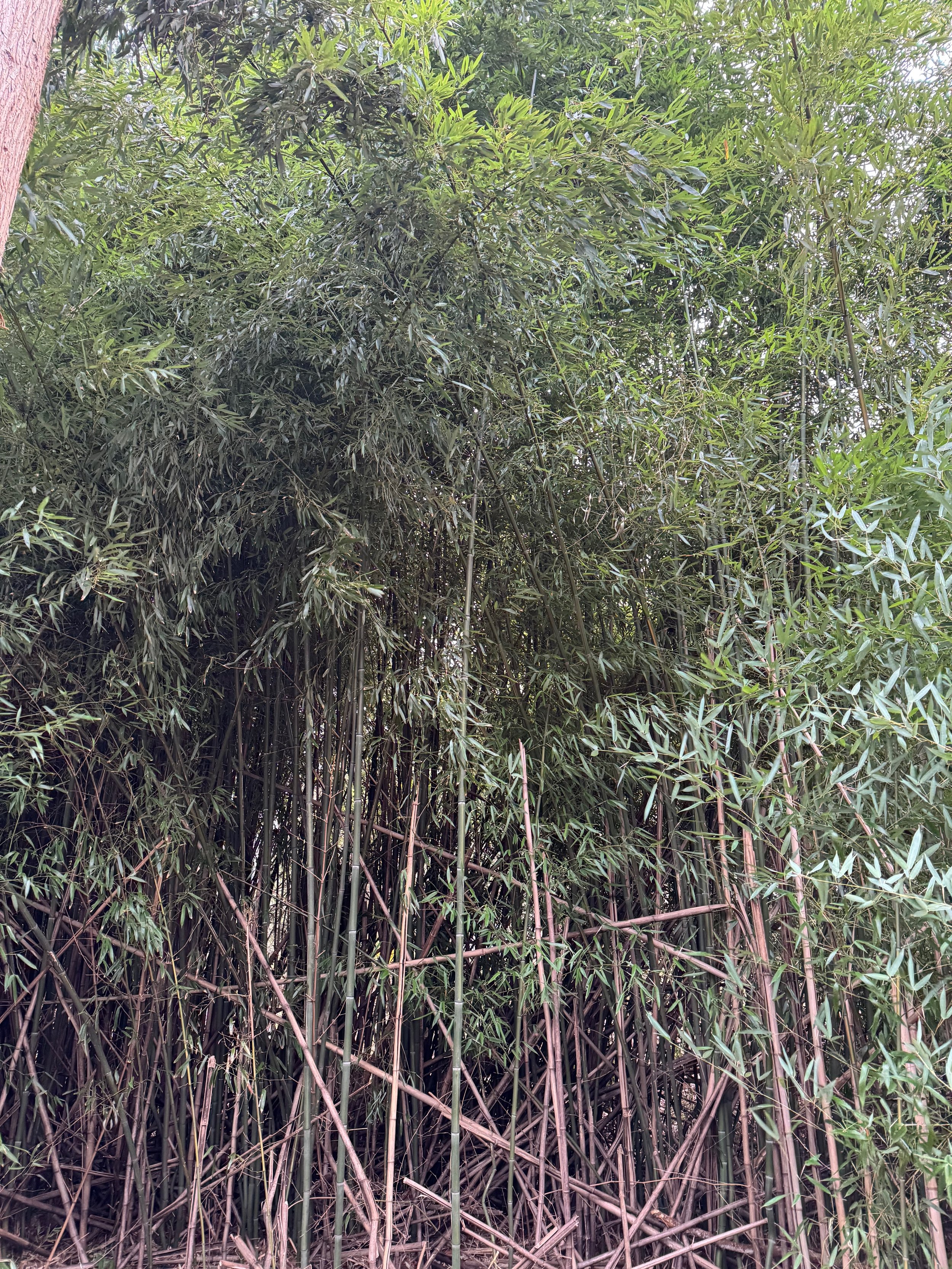Phyllostanchys aureosulcata or Yellow-groove bamboo