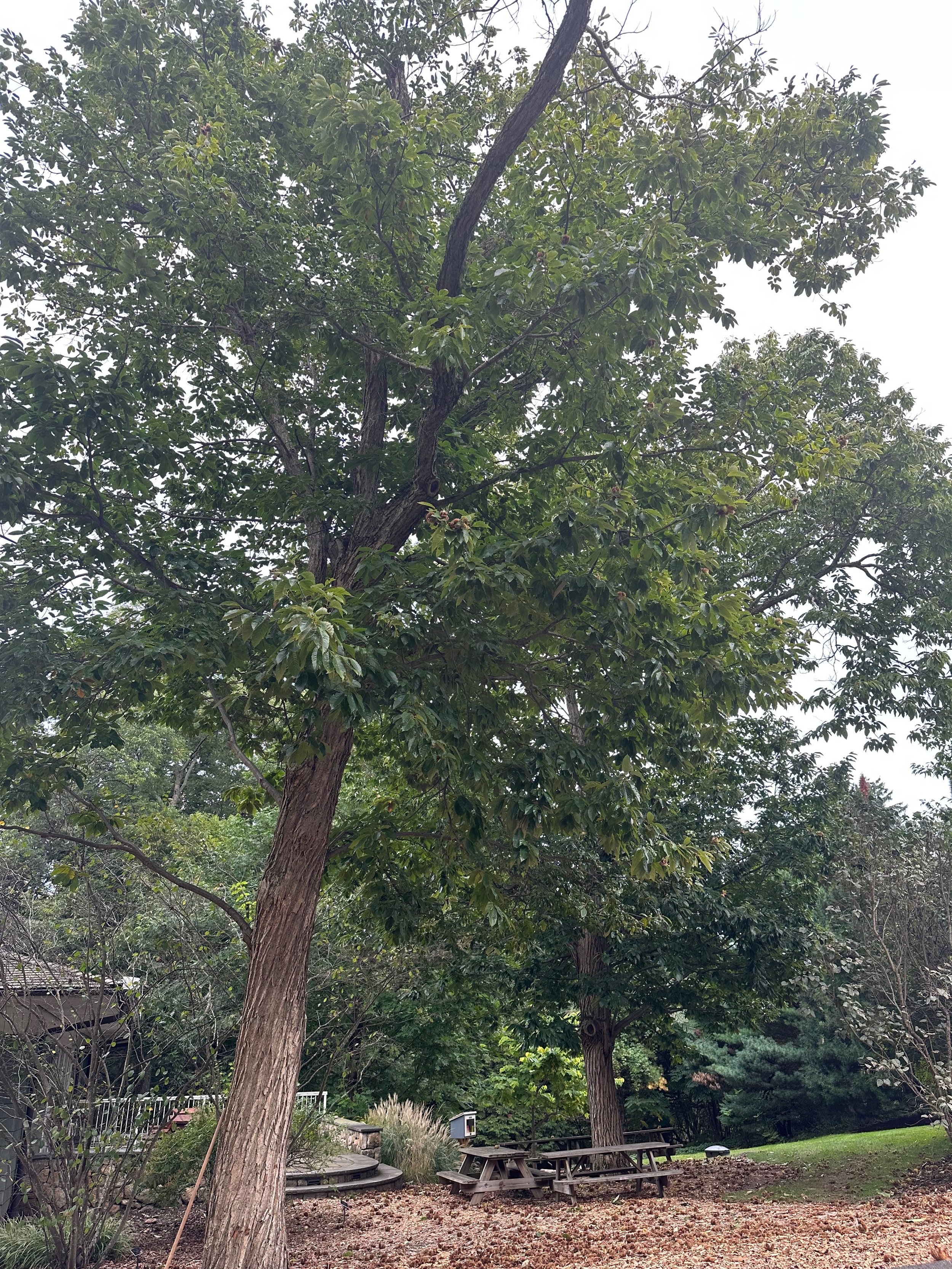 The Bartlett Chestnut