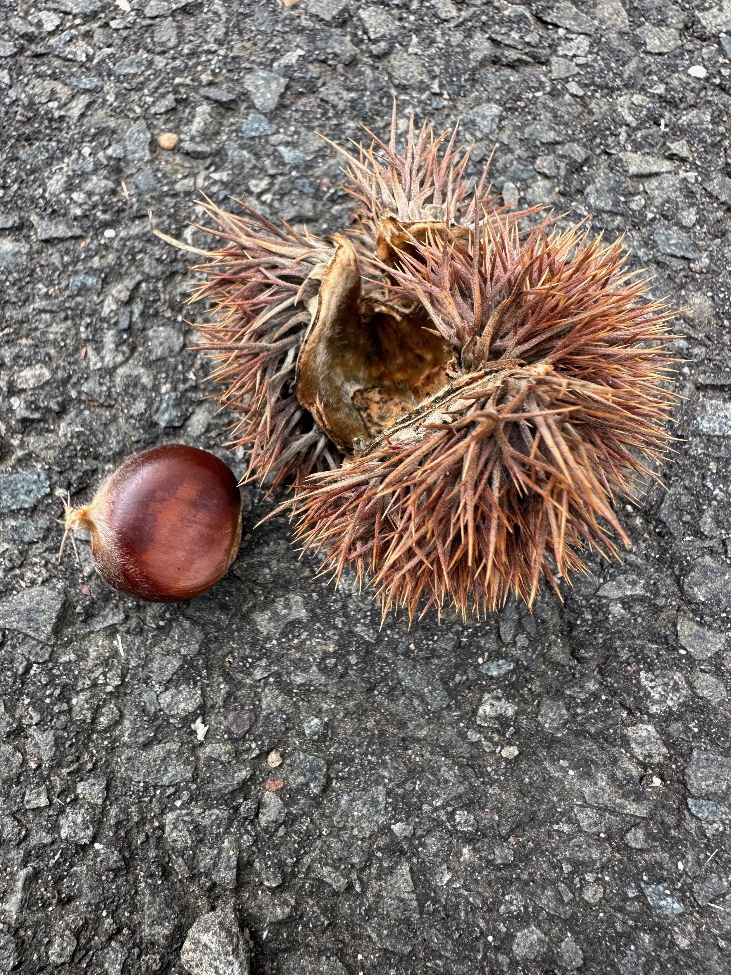 Chestnuts