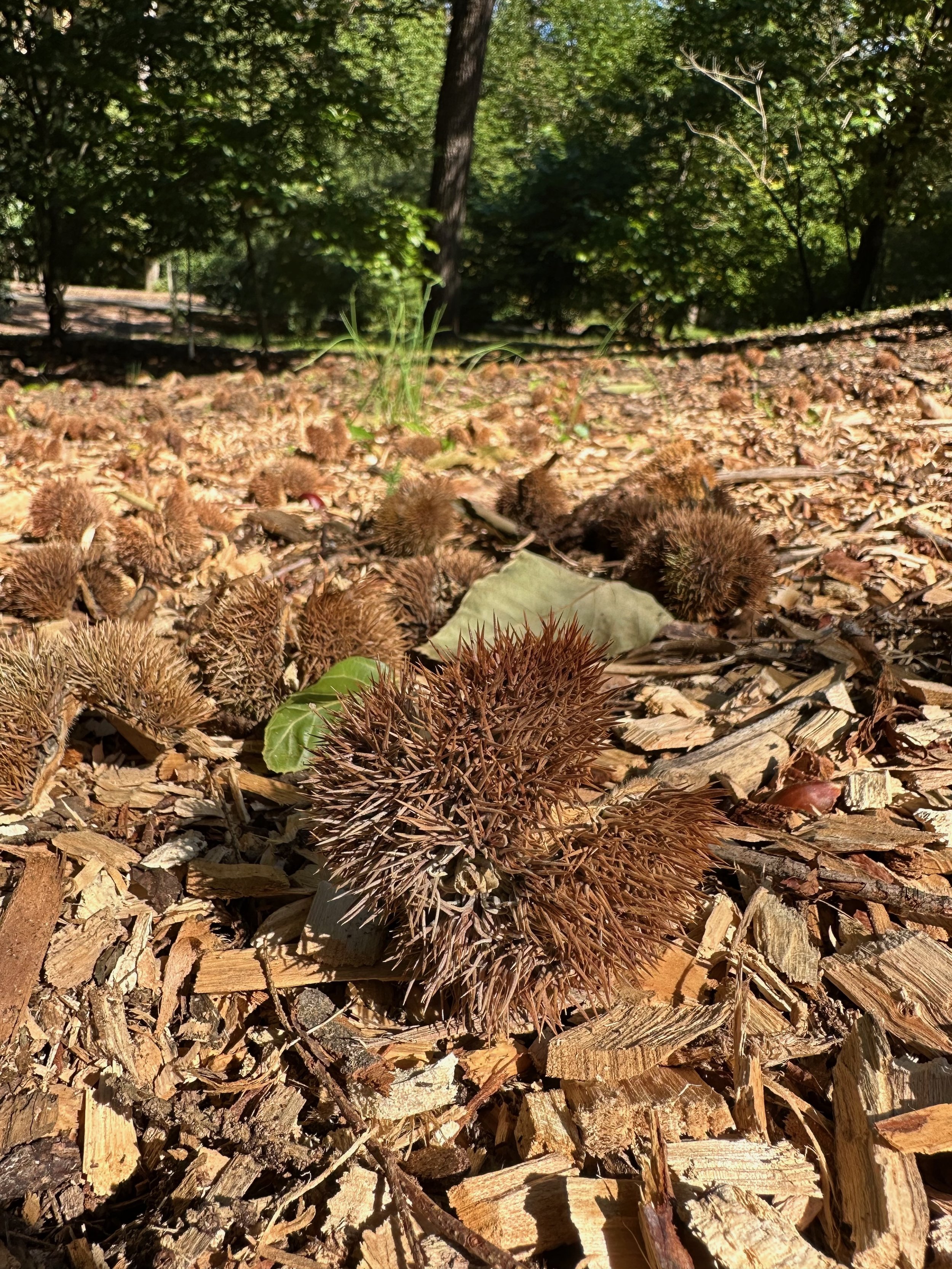 Chestnuts