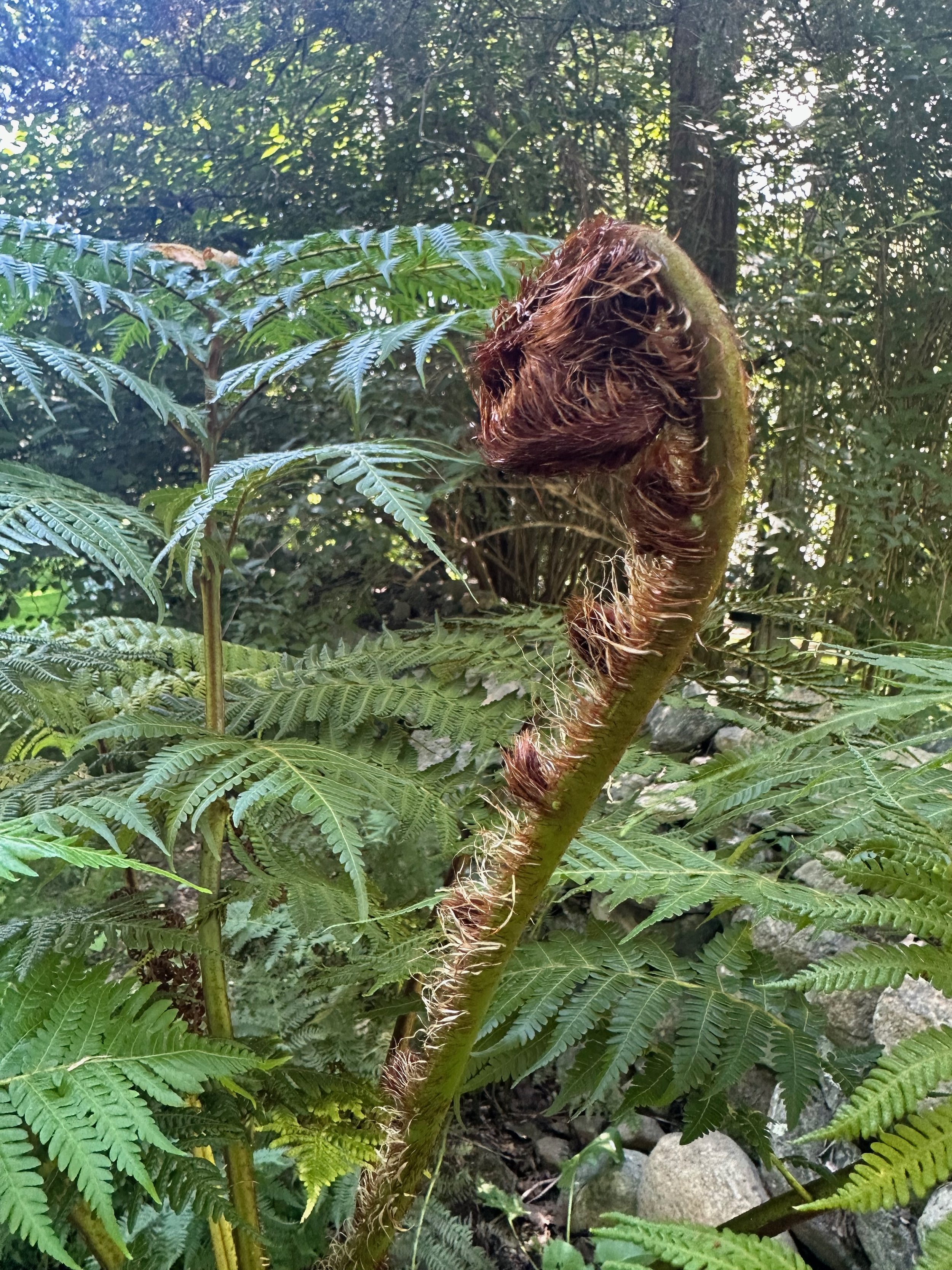 fern frond.jpeg