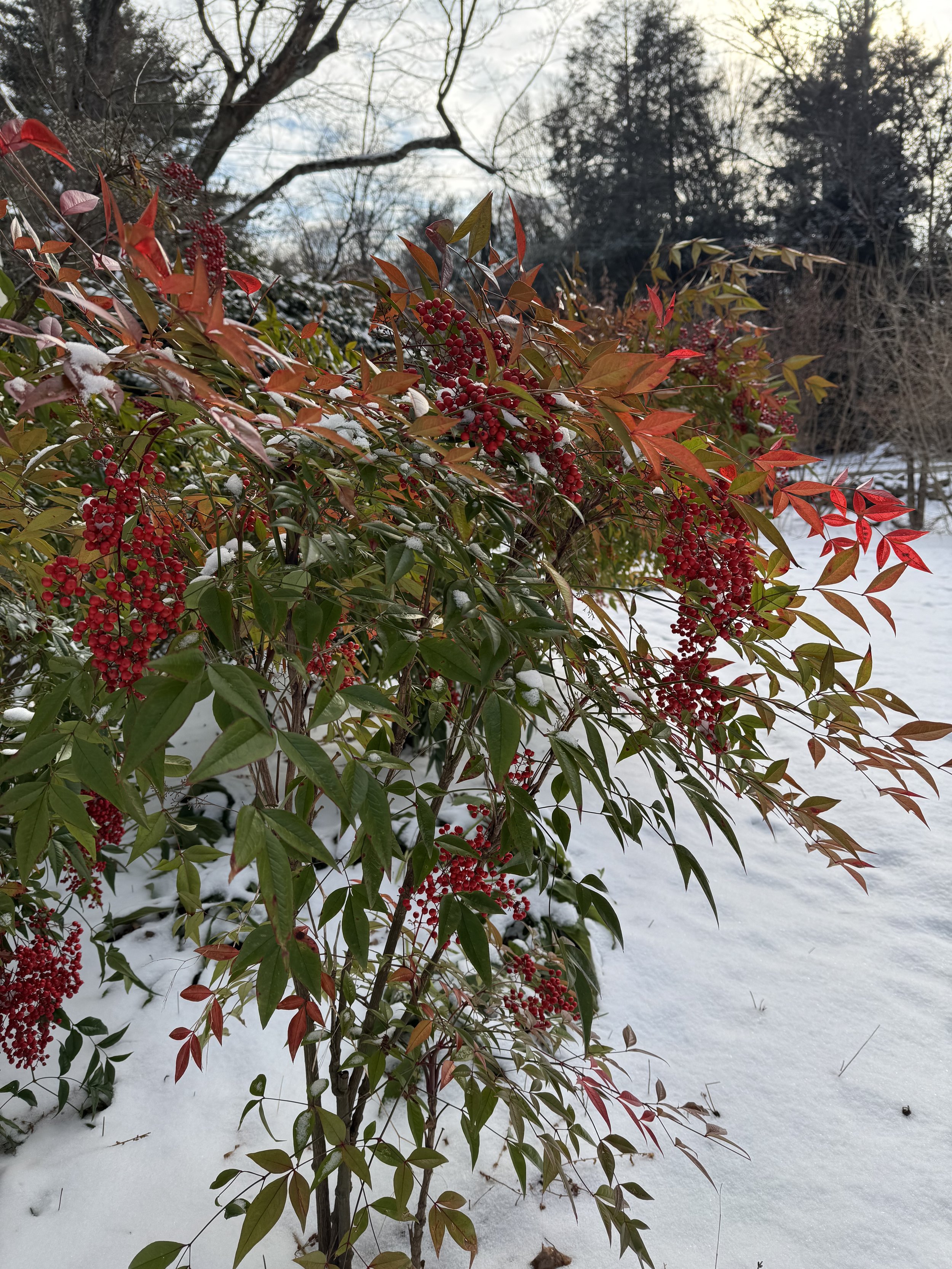 Heavenly Bamboo