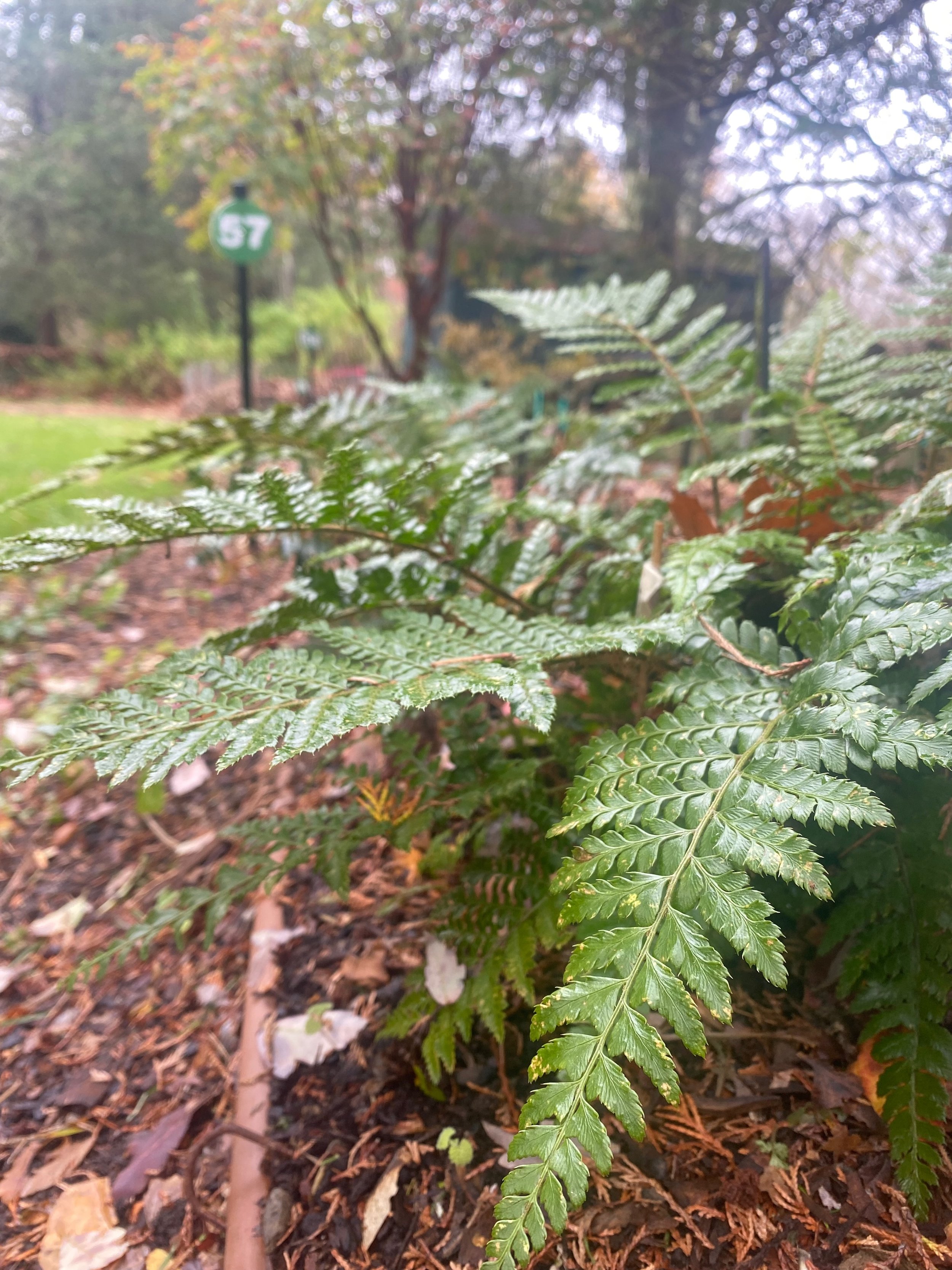 fern 1jpeg.jpeg