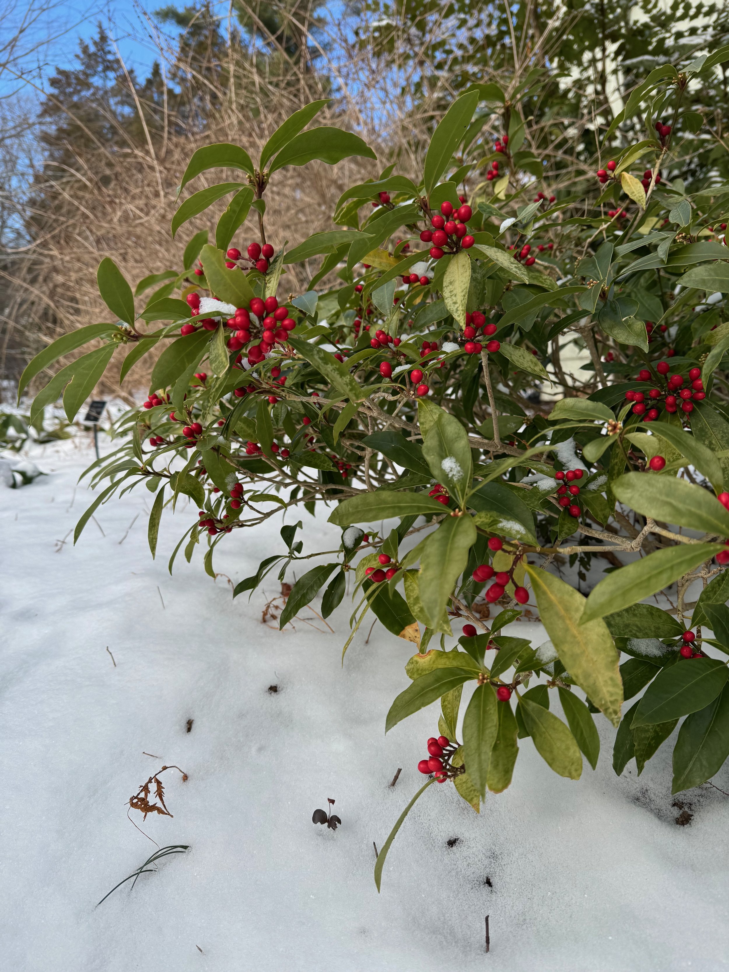 Japanese Skimmia