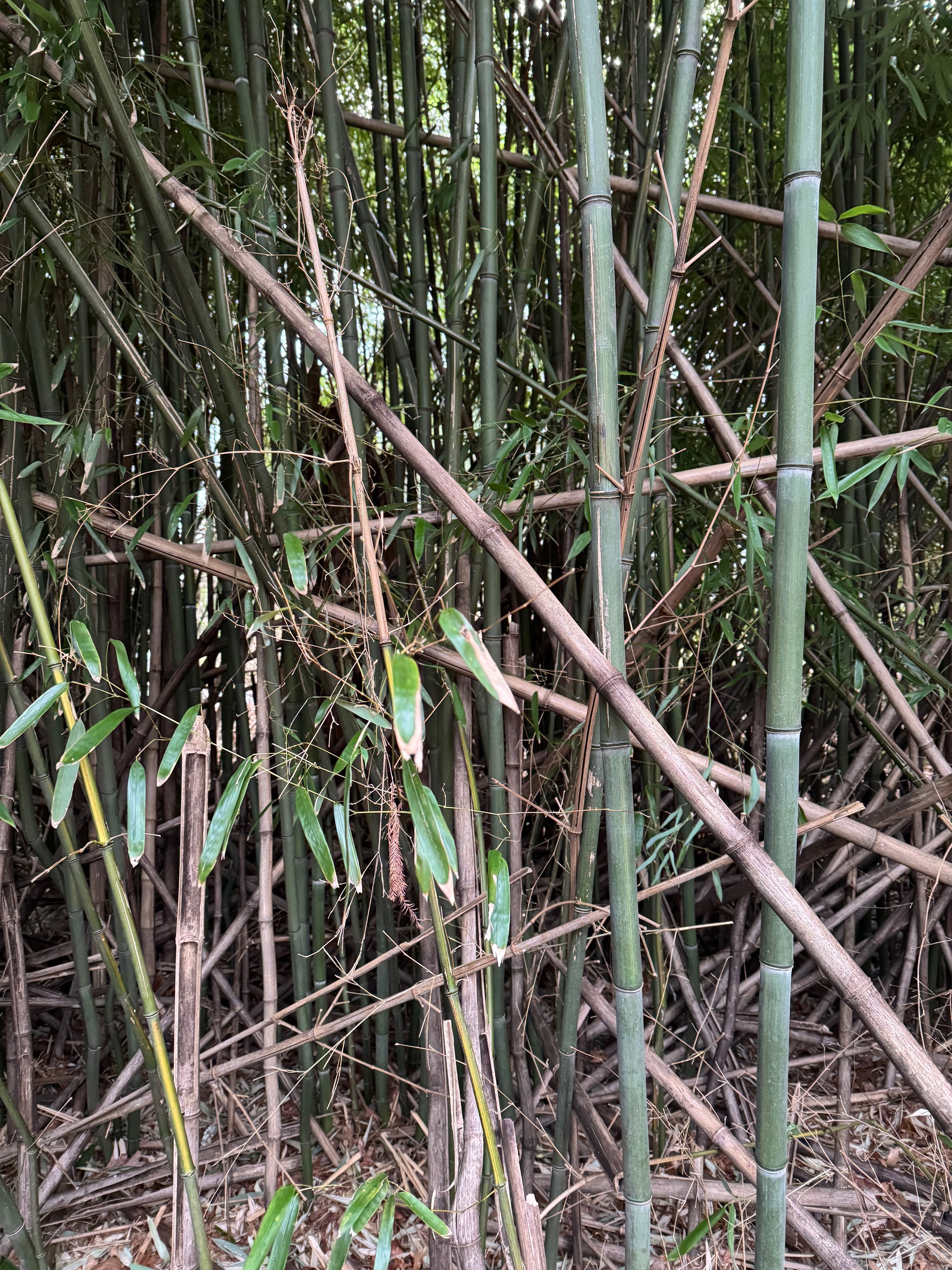 Phyllostanchys aureosulcata or Yellow-groove bamboo