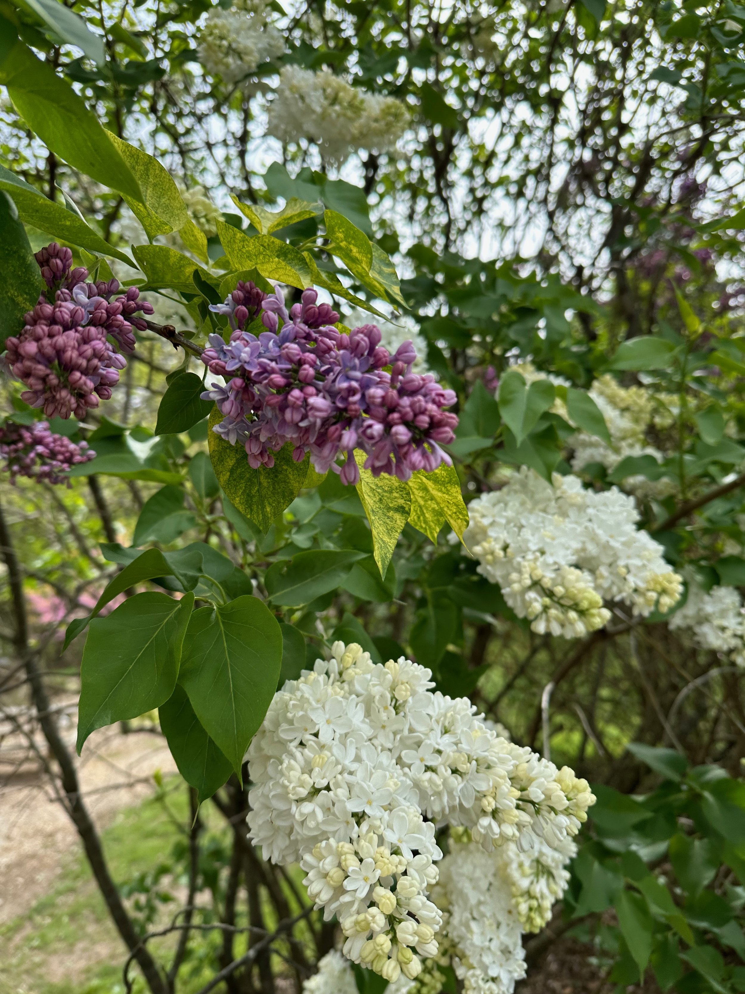 lilac2.jpeg