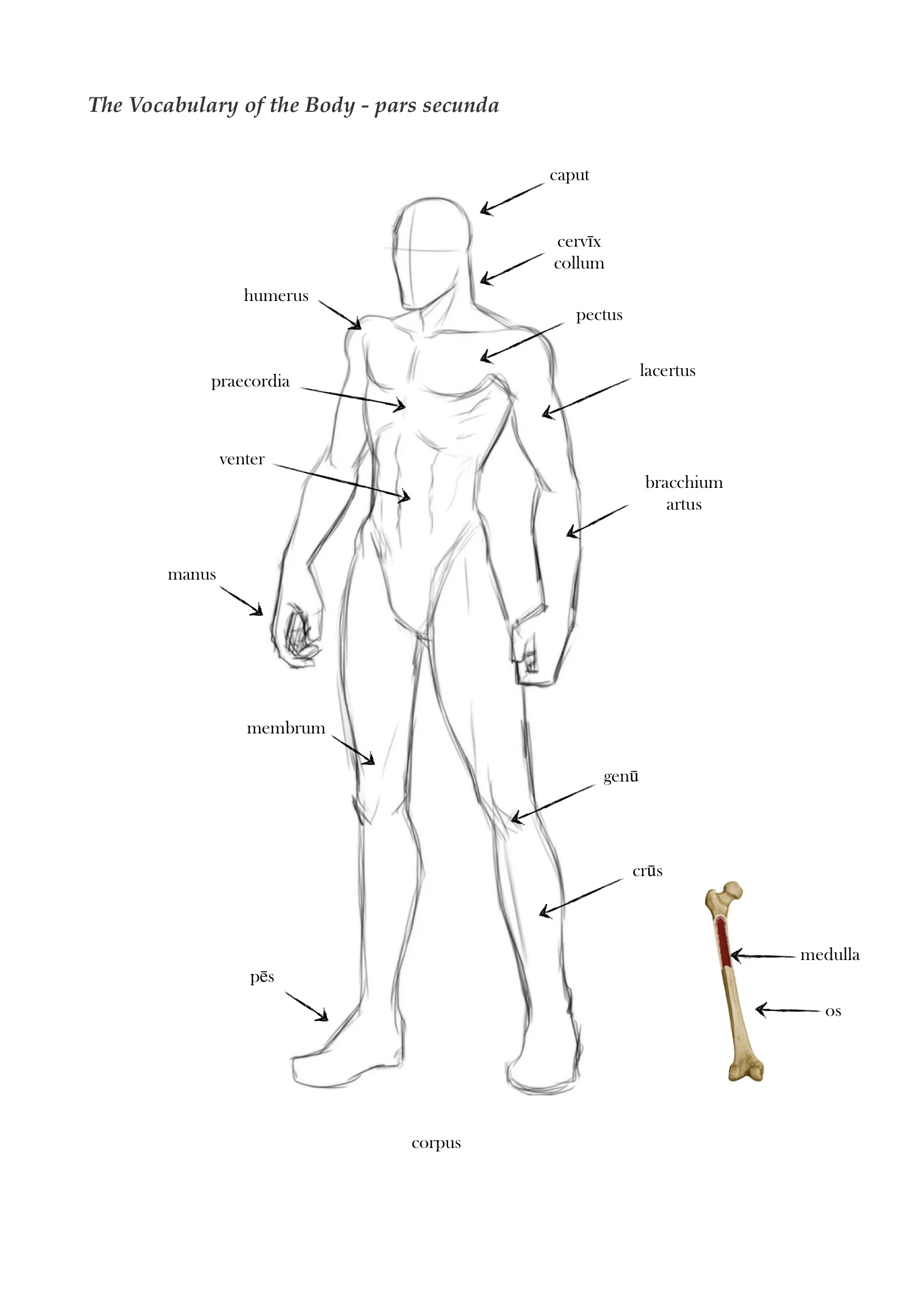 Daphne & Apollo 15.jpeg